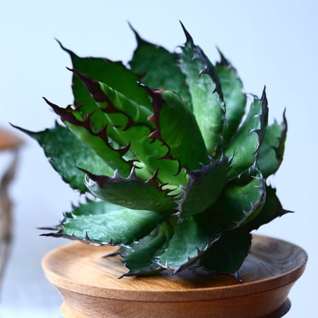 アガベ ホリダ    Agave horrida     no.1025-11