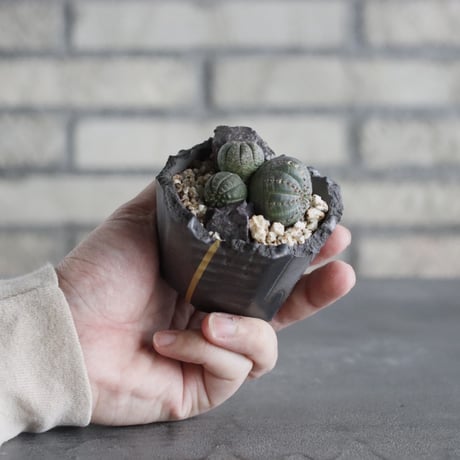Euphorbia obesa × N/OH (2.5号)  no.628/85