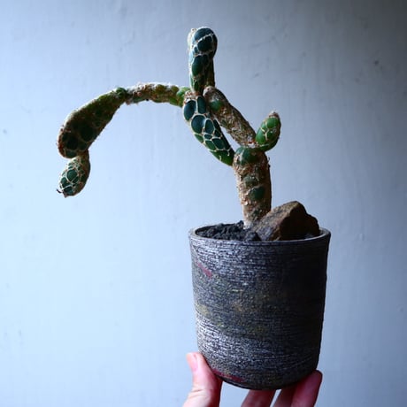 オプンチア　レティキュラータ　亀甲団扇 Opuntia zebrina f. reticulata   no.12610