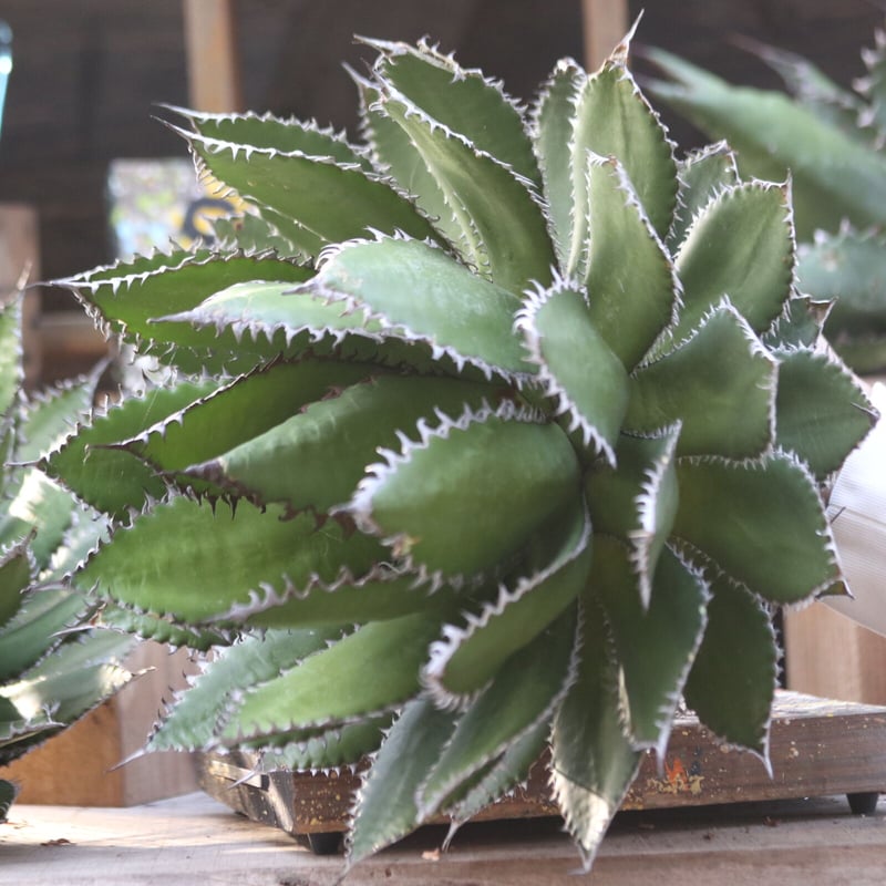 アガベホリダ極上株　Agave horrida No.AHRD015 アガベホリダ極上株 Agave horrida No.AHRD015 アガベ ホリダ