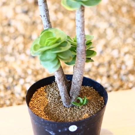 ポルテラカ モロキニエンシス / Portulaca molokiniensis    no.41616