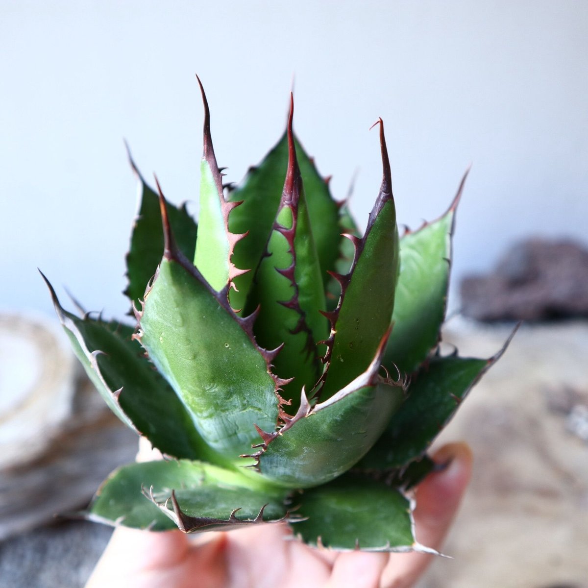 アガベホリダ極上株　Agave horrida No.AHRD013 アガベホリダ極上株 Agave horrida No.AHRD013