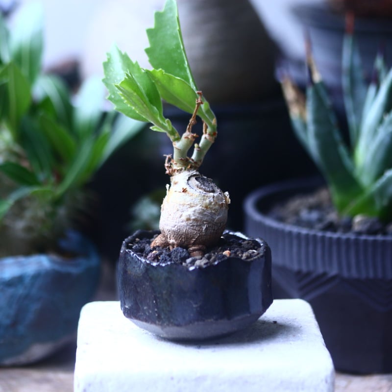 キフォステンマ ユッタエ Cyphostemma juttae no.61432 |