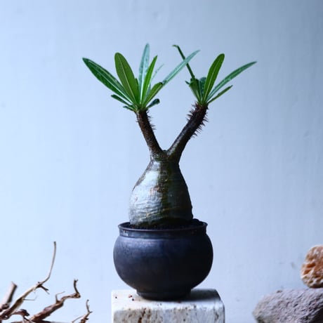 パキポディウム グラキリス   Pachypodium rosulatum var. gracilius no.92743