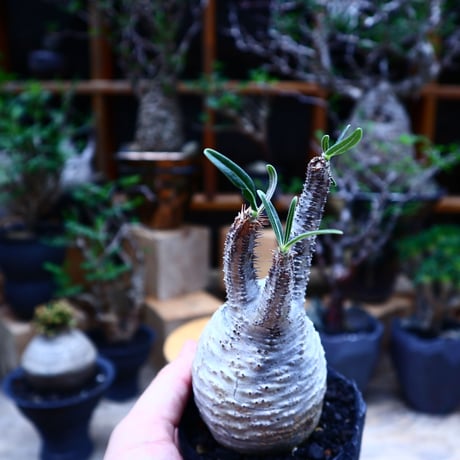 パキポディウム  グラキリス／Pachypodium  gracilius       no.81506