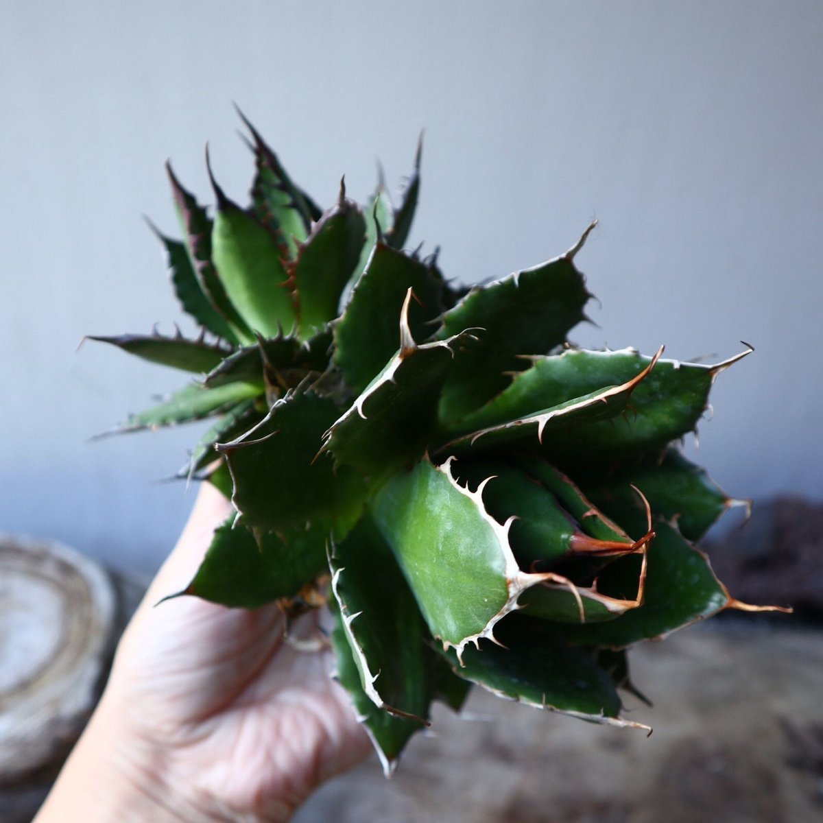 アガベ ホリダ Agave horrida no.111018 | 芽の巣山 アガベ ホリダ Agave horrida no.111018 | 芽の巣山