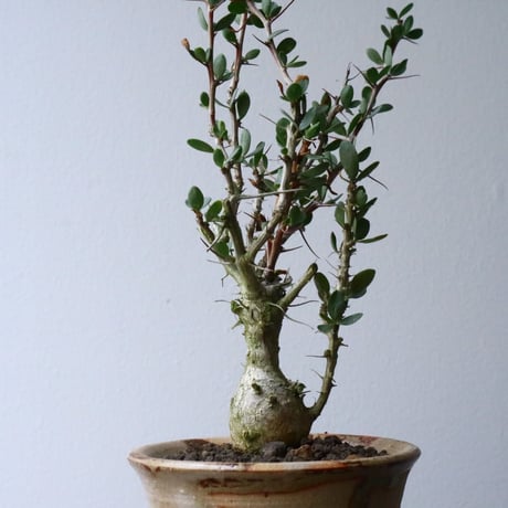 フォークイエリア  コルムナリス  観峰玉 Fouquieria columnari   No.016