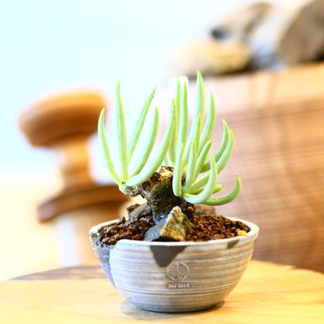 Tylecodon pearsonii × N/OH   no.12104