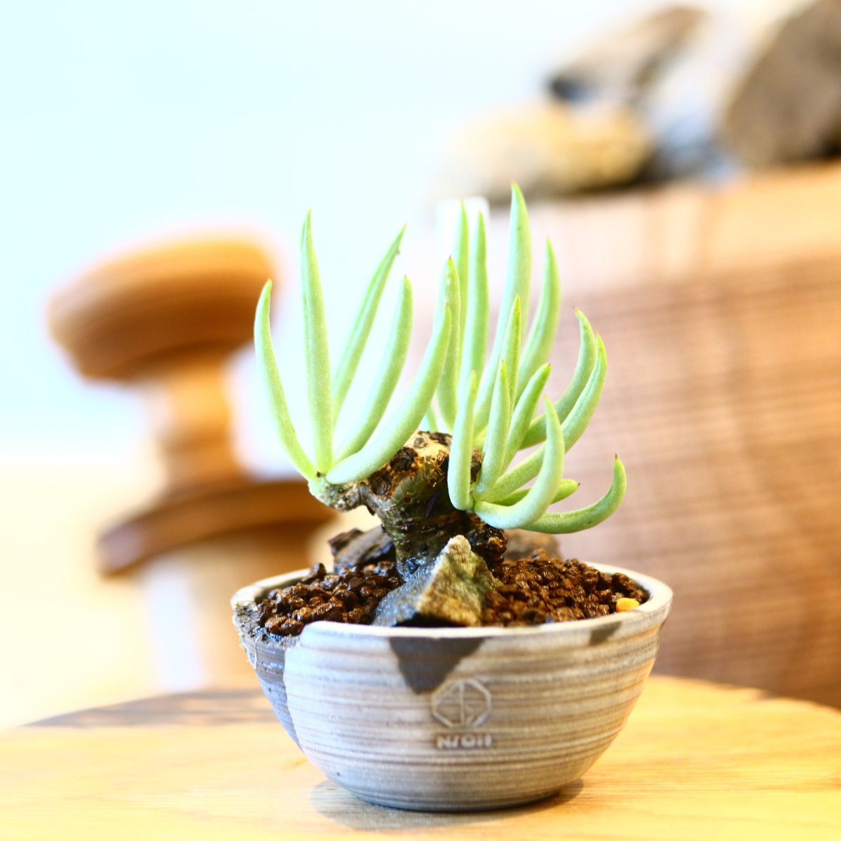 ②ペアルソニー isla del pescado - Tylecodon pearsonii-白象