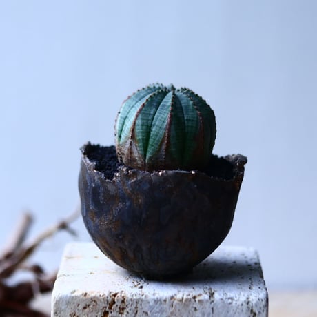 ユーフォルビア  オベサ    Euphorbia obesa　no.92747-2