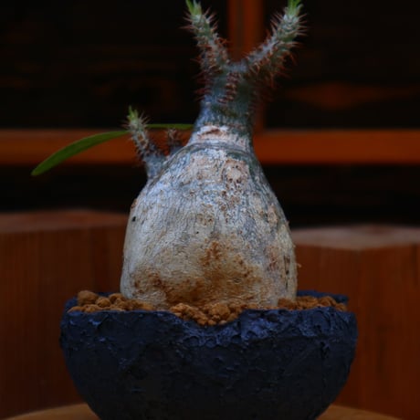 パキポディウム  グラキリス／Pachypodium  gracilius       no.60566