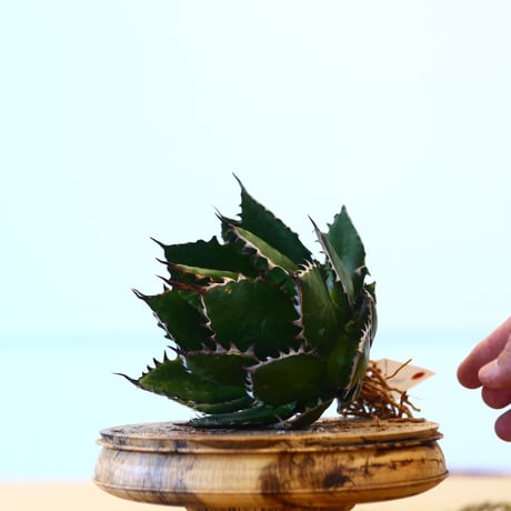 Agave horrida / Style of Chika   no.1015/85