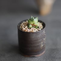 Agave Pixie Blue Glow 極姫 × 備前鉢1.5号 / BANKSIA WORKS  no.607-31