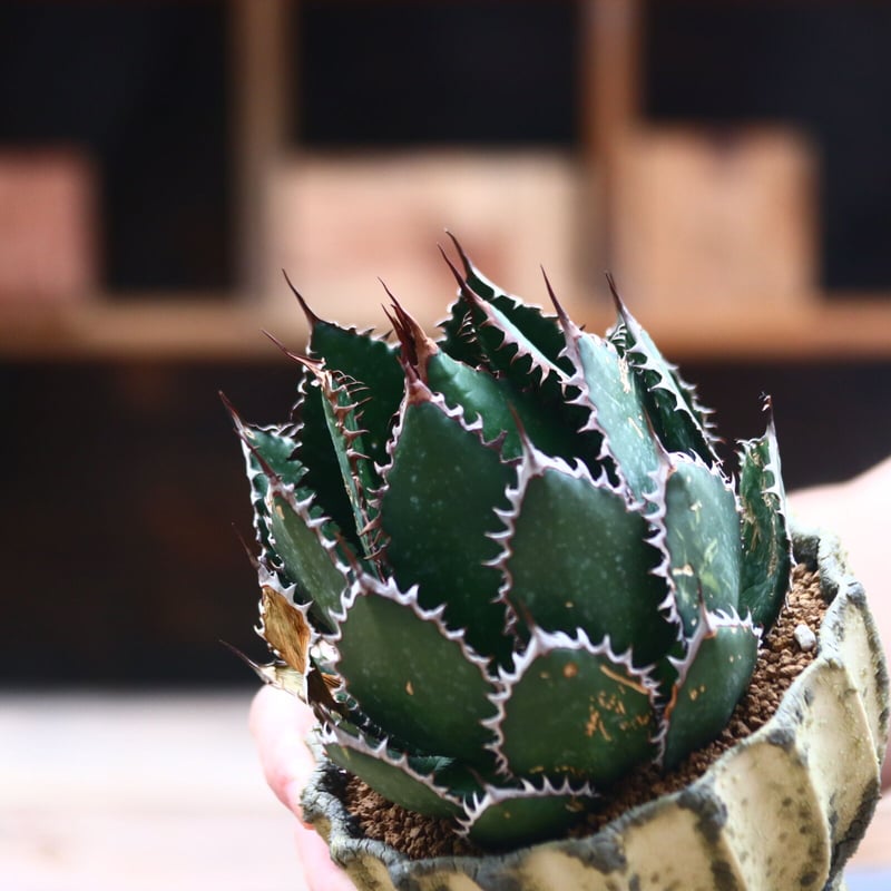 アガベ ホリダ / Agave horrida no.40201 | 芽の巣山
