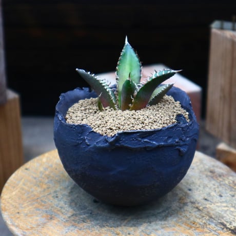 レッドキャットウィールズ | STORES