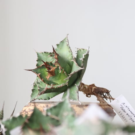 Agave titanota solareclipse / Style of Chika　no.42141