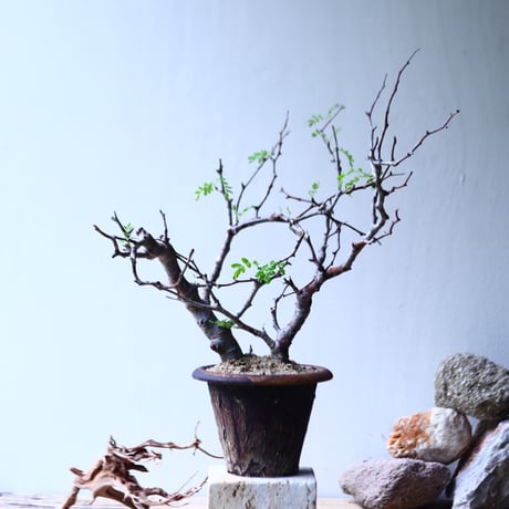 コミフォラ モンストローサ   Commiphora monstrosa   no.92726