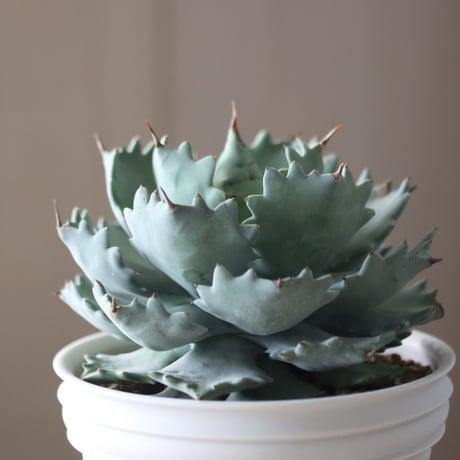 Agave Isthmensis × たけろうポット   no.52619