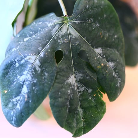 Adenia metamorpha × N/OH   no.100852