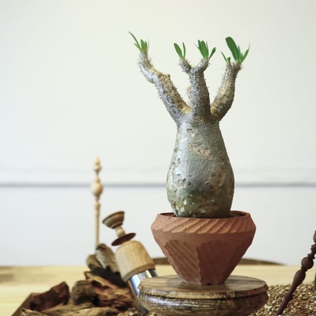 パキポディウム イノピナツム / Pachypodium Inopinatum   no.52112