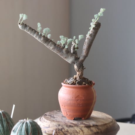 Monsonia multifida × N/OH  no.905-20