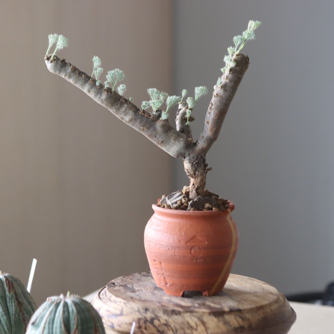 Monsonia multifida × N/OH no.905-20 | 芽の巣山