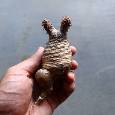 パキポディウム グラキリス 抜苗  Pachypodium rosulatum var. gracilius no.92919