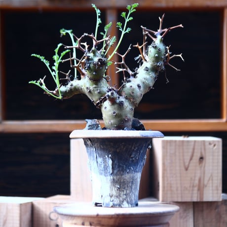 ペラルゴニウム  クリズミフォリウム／Pelargonium crithmifolium    no.111444