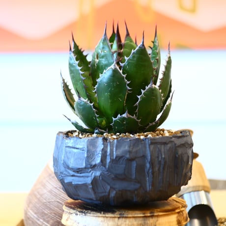Agave horrida × たけろうポット   no.111264