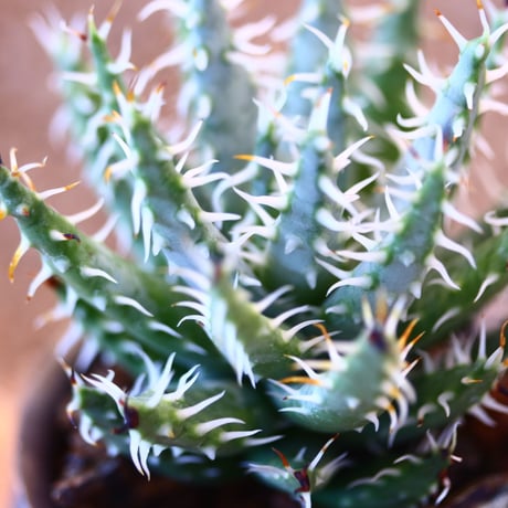 たけろうポット × Aloe melanacantha ssp. var. erinacea   no.102212