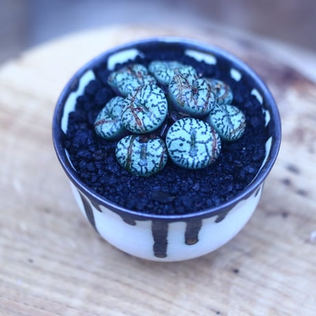 コノフィツム  ウルスプルンギアヌム   Conophytum ursprungianum      no.31416