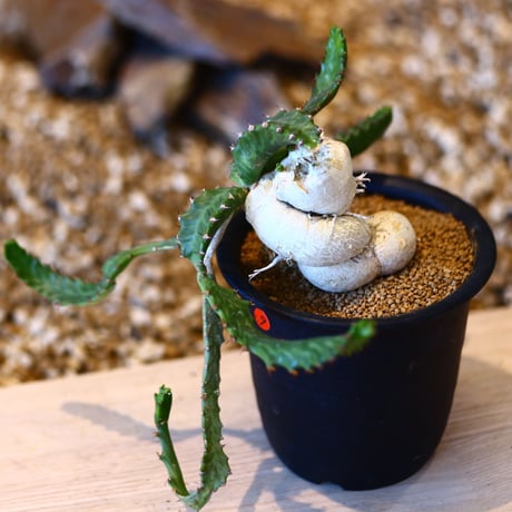 ユーフォルビア ステラータ 飛竜 / Euphorbia stellata   no.50709