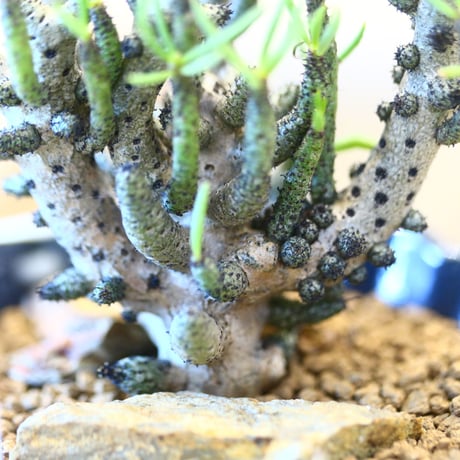 Tylecodon  buchholzianus × soso    no.100812