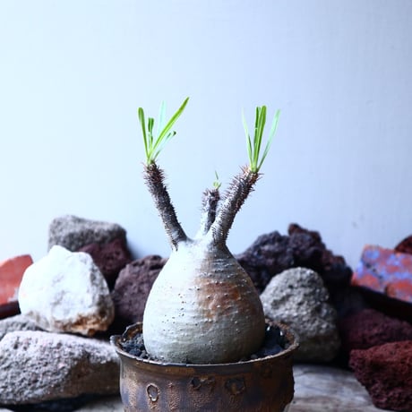パキポディウム グラキリス   Pachypodium rosulatum var. gracilius no.32907