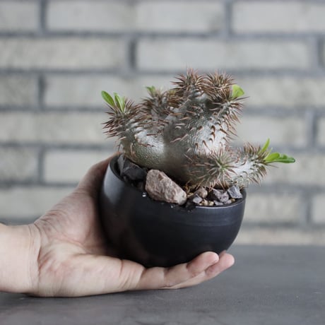 Pachypodium 恵比寿大黒×makayense × N/OH (4号)   no.607-32