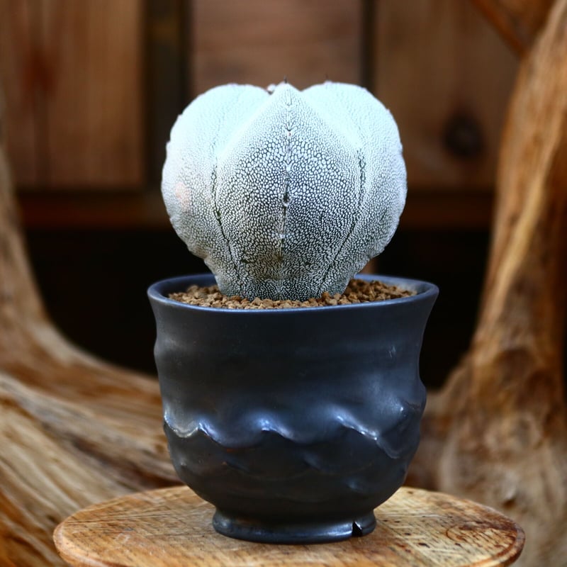 アストロフィツム 恩塚ランポー玉 / Astrophytum myriostigma cv