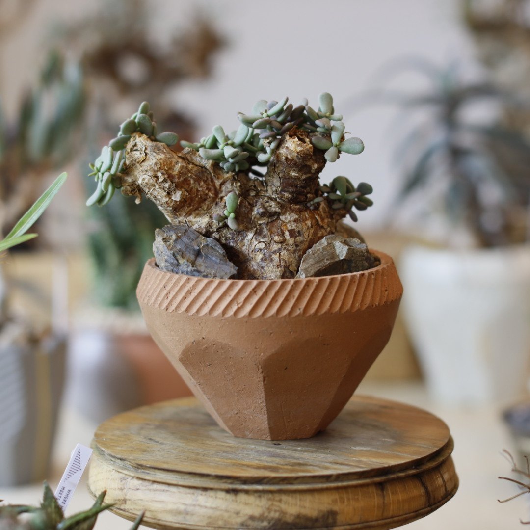 Ceraria pygmaea×N/OH　ケラリア ピグマエア　　発根済み fit=scale-down,w=1200