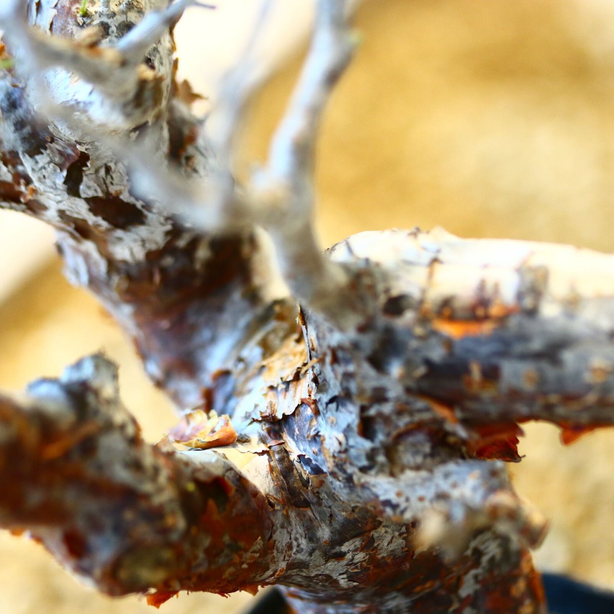 コミフォラ モンストローサ / Commiphora monstrosa no.41620 コミフォラ モンストローサ / Commiphora monstrosa no.41620