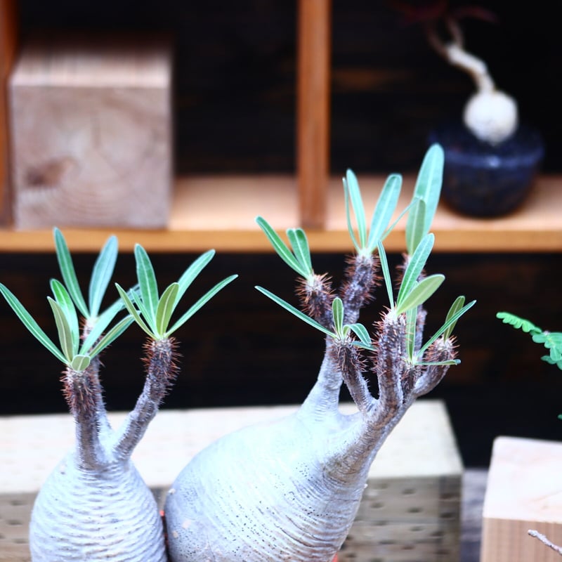 パキポディウム グラキリス 2頭/Pachypodium gracilius パキポディウム グラキリス 2頭/Pachypodium gracilius