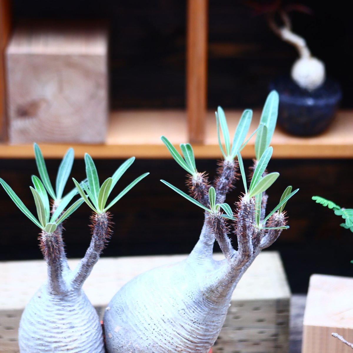 パキポディウム グラキリス 2頭/Pachypodium gracilius パキポディウム グラキリス 2頭/Pachypodium gracilius