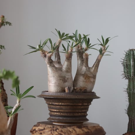 Pachypodium gracilius × たけろうポット    no.51227