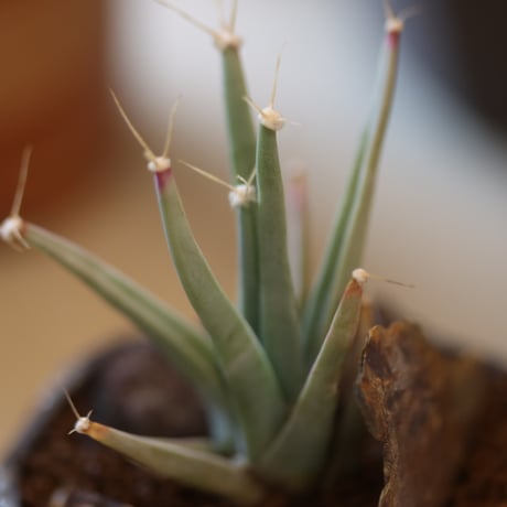 Leuchtenbergia principis × たけろうポット  no.112-24