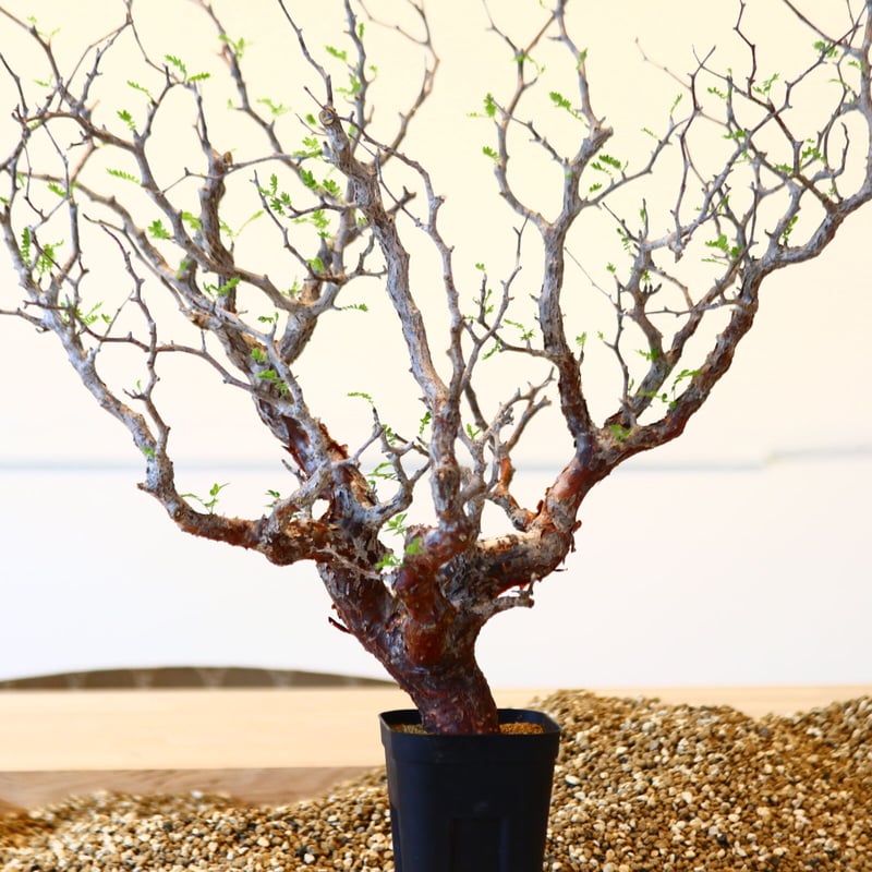 コミフォラ モンストローサ / Commiphora monstrosa no.41620