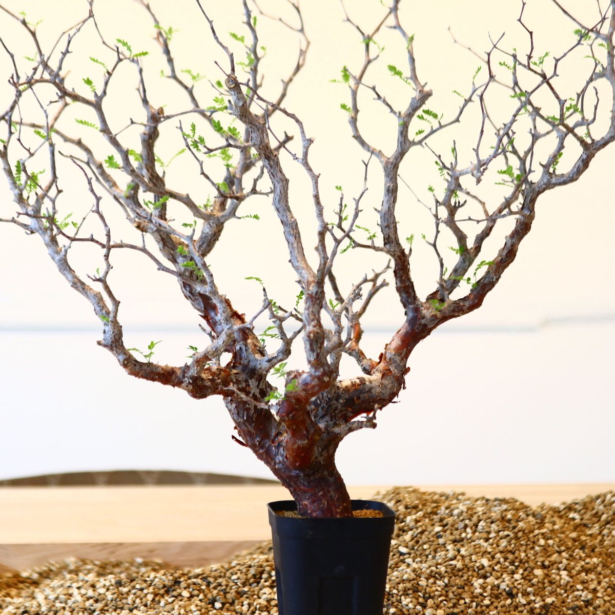 コミフォラ モンストローサ / Commiphora monstrosa no.41620