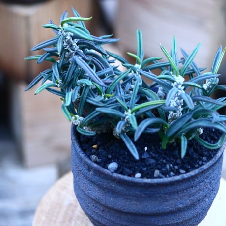 ユーフォルビア キリンドフォリア／Euphorbia cylindrifolia   no.103143