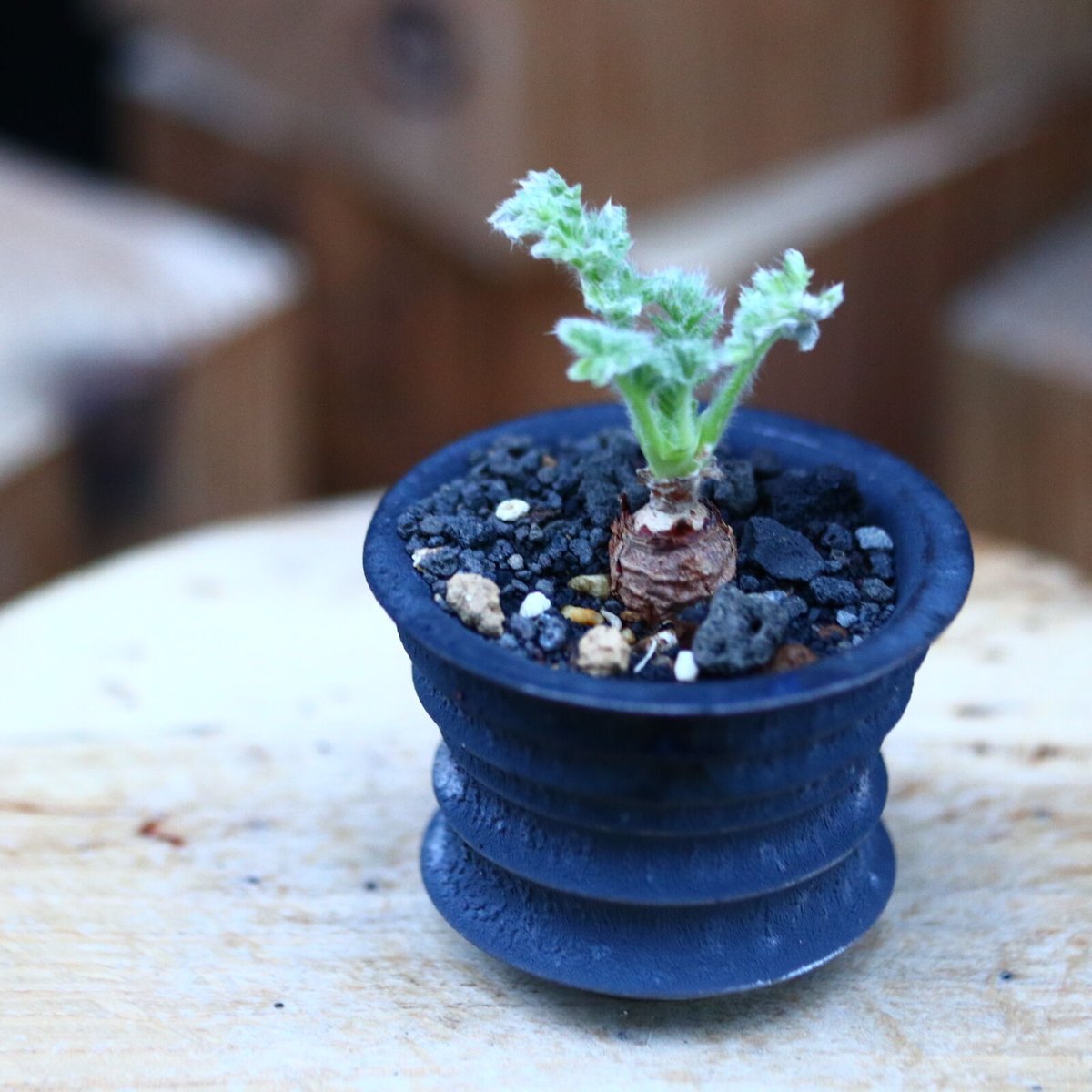 鉢付き配送】No5 実生 1年8か月 パキポディウム グラキリス 【公式通販】