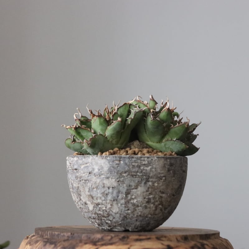 style_of_chika agave フィリグリー style_of_chika agave フィリグリー style_of_chika agave
