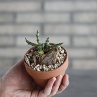 Euphorbia 三又麒麟 / T.W. × YAMABACHI (3号) no.329/17