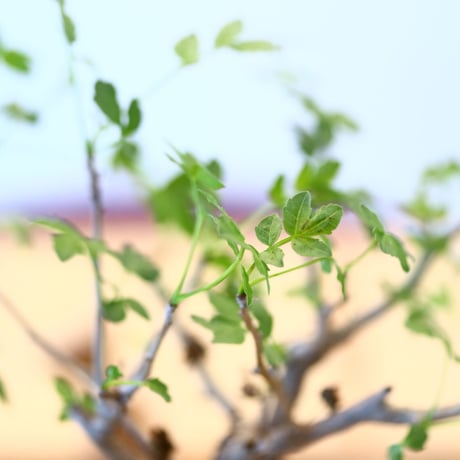 ブルセラ ファガロイデス / Bursera fagaroides   no.62518