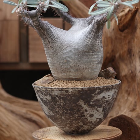 パキポディウム カクチペス / Pachypodium rosulatum var. cactipes / 発根済み   no.30501